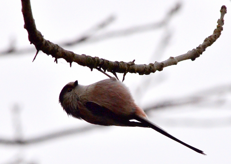 Codibugnolo equilibrista
